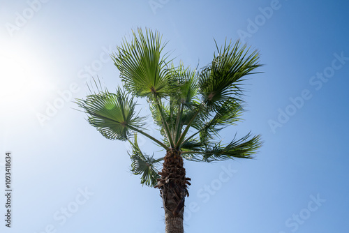 Palm tree in Morocco in the midday sun photo