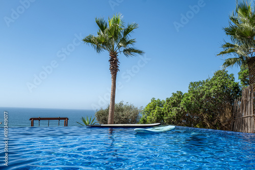 Palm tree in Morocco in the midday sun photo