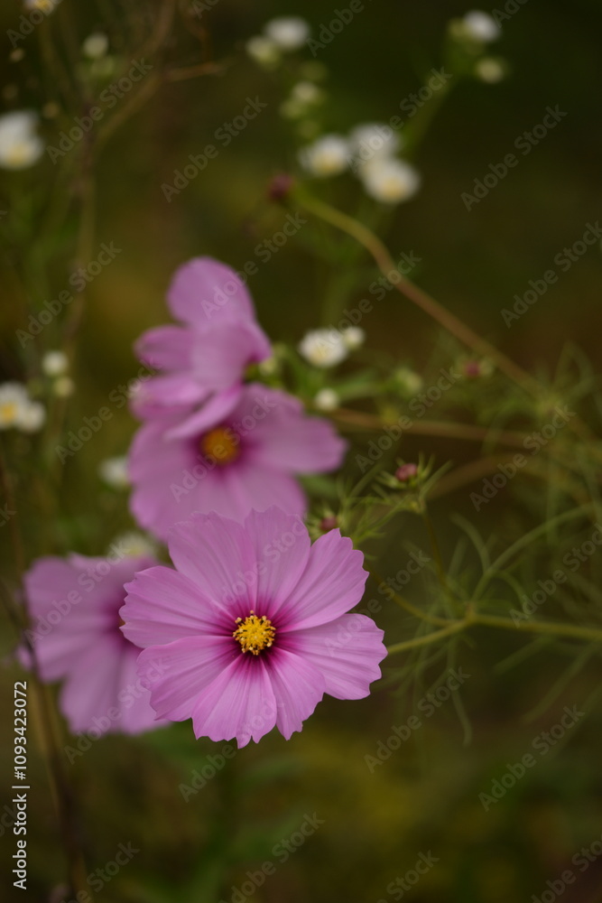 Pastel pink cosmos flowers on autumn garden background, selective focus, bokeh. Pastel pink cosmos flowers on autumn garden background, selective focus, bokeh.