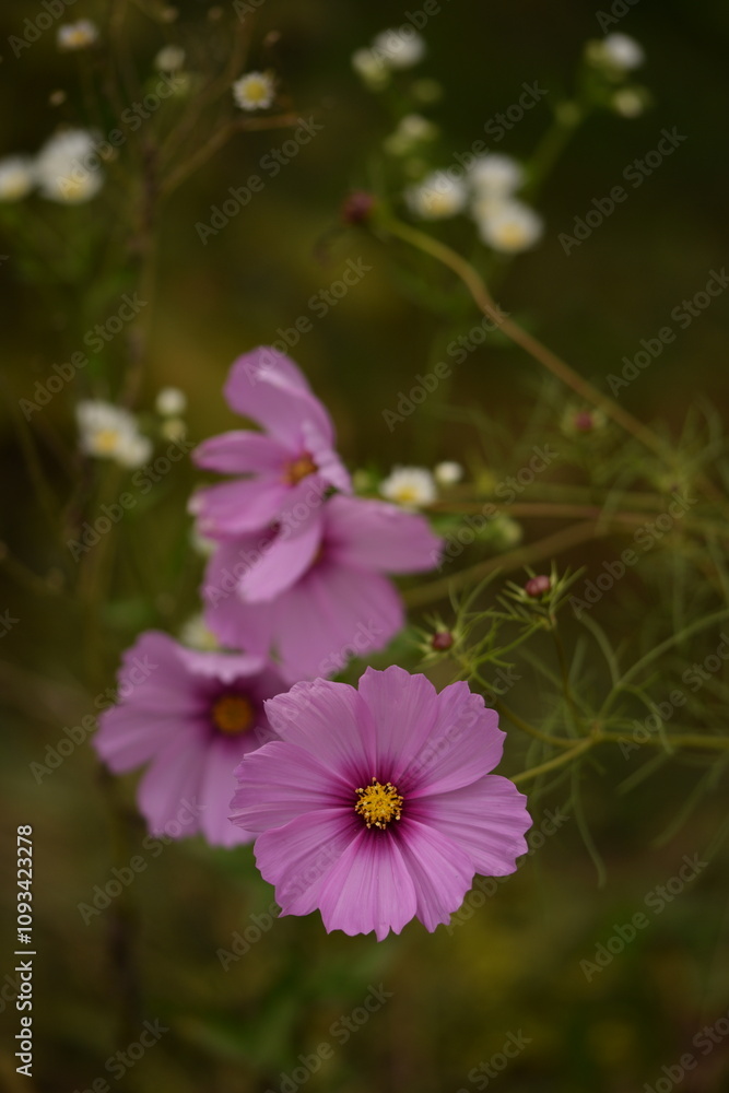 Fototapeta premium Pastel pink cosmos flowers on autumn garden background, selective focus, bokeh.
