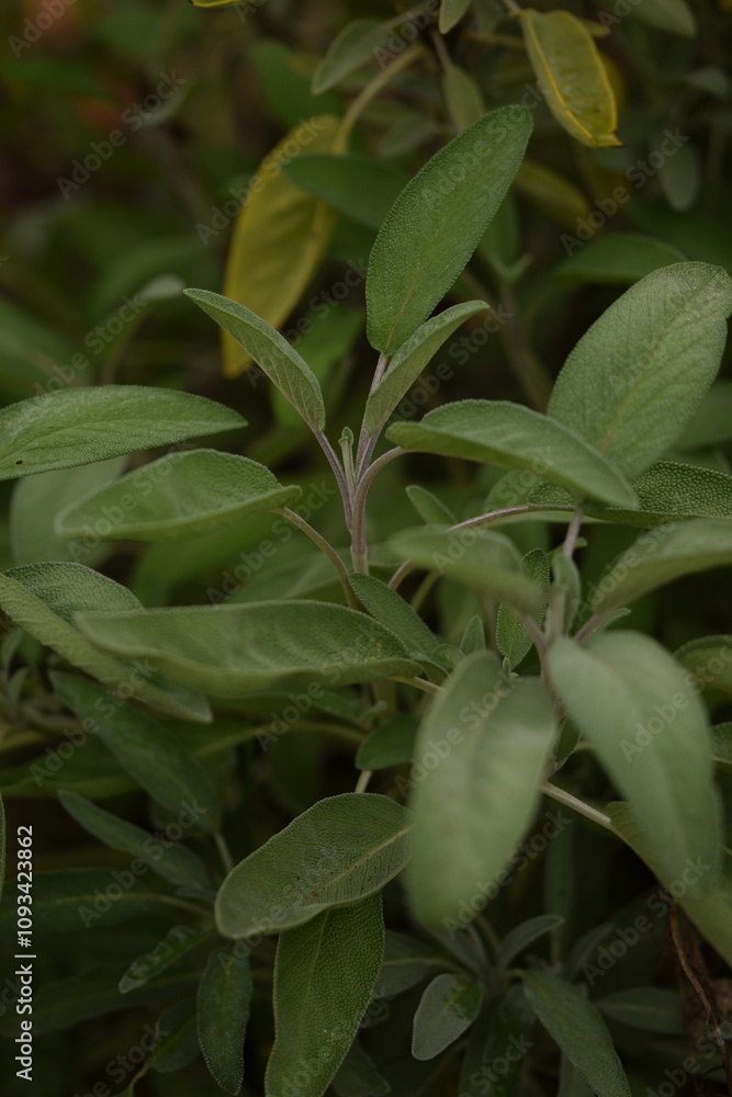 Obraz premium Sage plant closeup, selective focus, herbs in autumn garden, organic herbs.