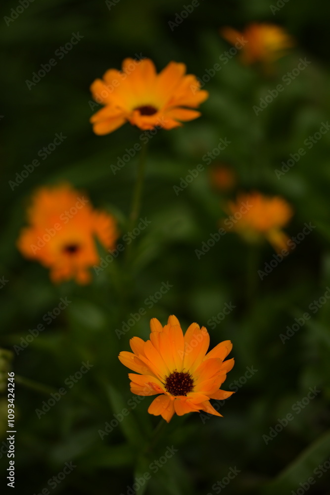 Calendula flower on bokeh green background, selective focus, blurred background. Calendula flower on bokeh green background, selective focus, blurred background.