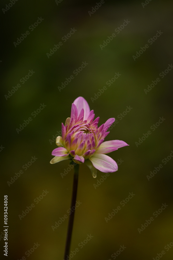 Fototapeta premium Dahlia pink flower buds on bokeh garden background, selective focus, closeup, space for text.