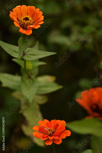 Zinnia flower blooming  in bokeh summer garden, floral background. photo