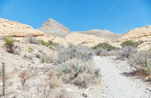 Hiking Through Nevada's Red Rock Canyon