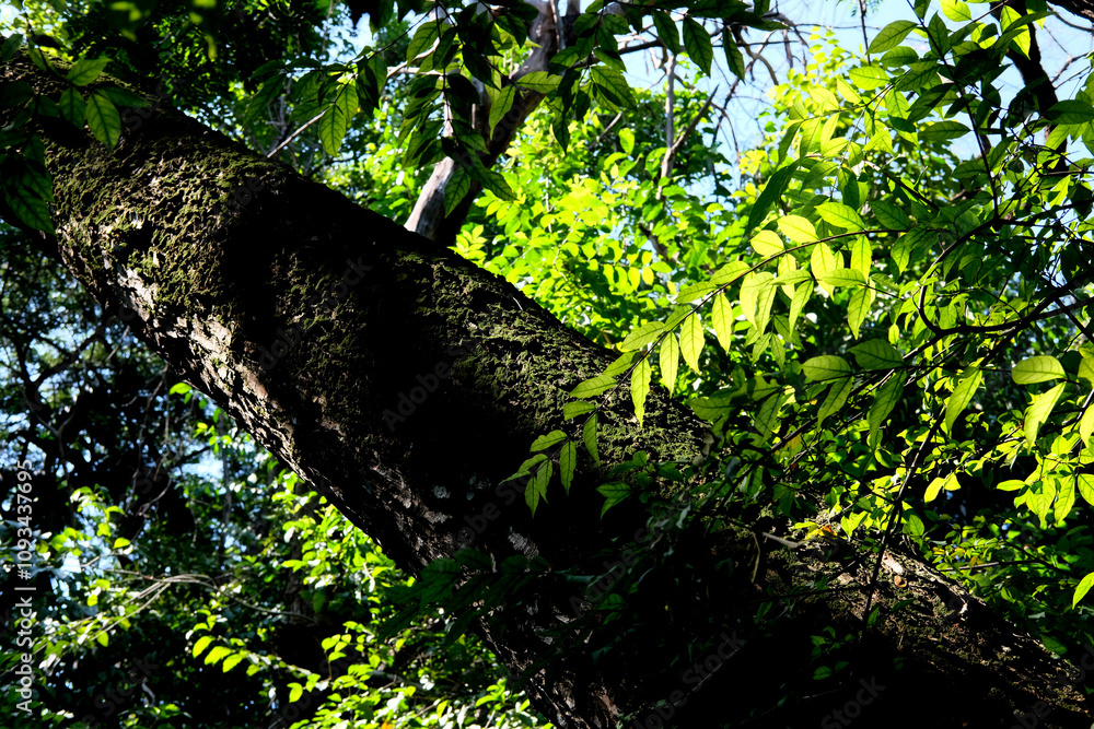 Fototapeta premium tree in the forest