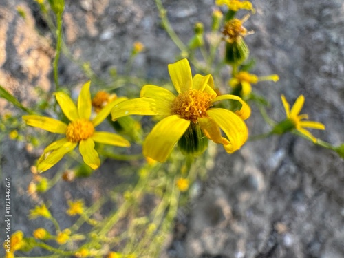 Senecio flaccidus yellow flowers close-up. Senecio douglasii, threadleaf ragweed, threadleaf yam, bush or creek senecio, bush or comb butterweed, smooth threadleaf ragweed, Mono or Douglas ragweed.
 photo