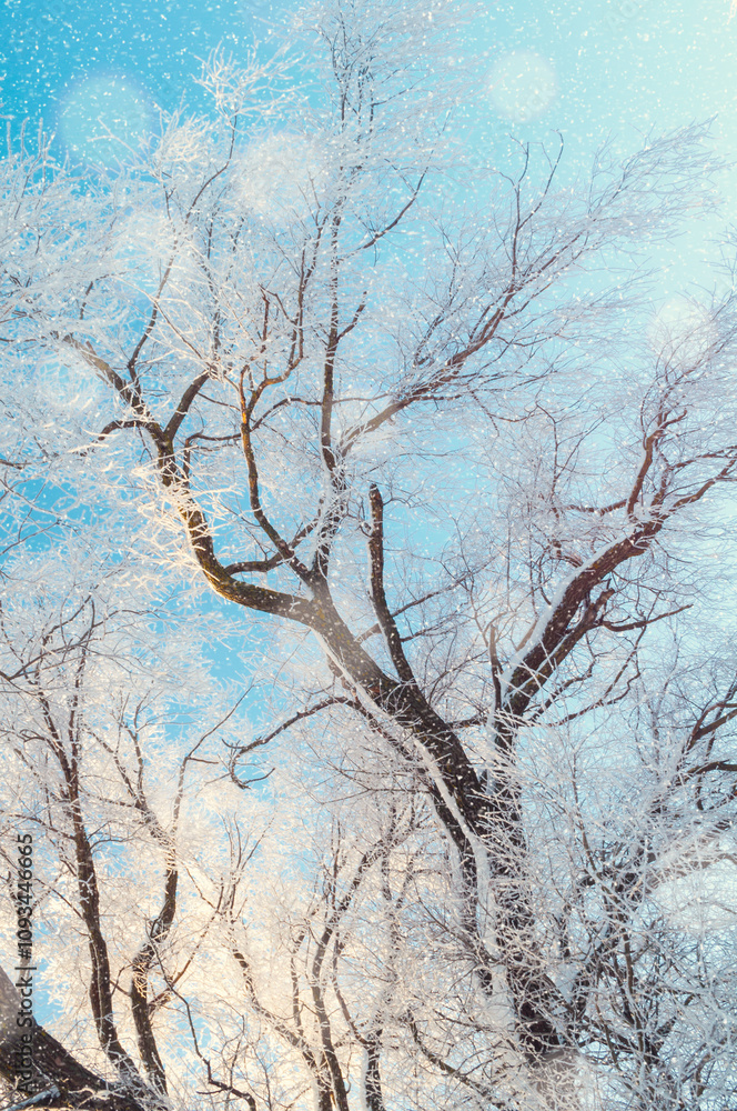 Winter landscape, picturesque winter wonderland forest trees under falling snow, trees covered with frost against blue sky Winter landscape, picturesque winter wonderland forest trees under falling snow, trees covered with frost against blue sky