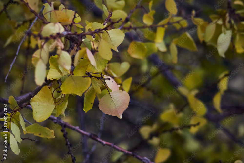 Autumn leaves on tree branches in sunlight, close-up. Autumn leaves on tree branches in sunlight, close-up.