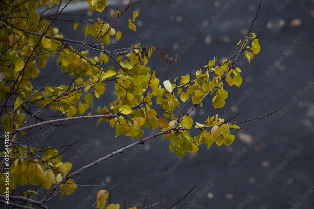 Yellow autumn leaves on the background of wet asphalt. .. Yellow autumn leaves on the background of wet asphalt. ..