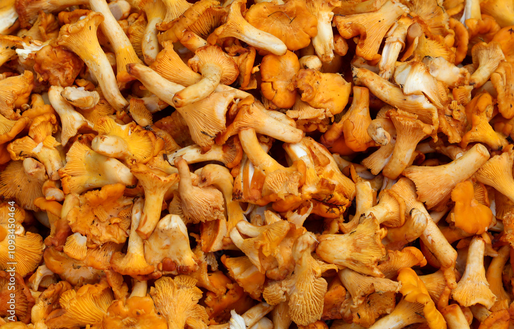 background of fresh yellow mushrooms called CHANTERLES collected in the mountains background of fresh yellow mushrooms called CHANTERLES collected in the mountains