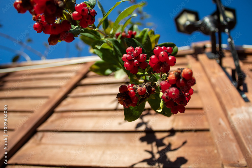 Fototapeta premium red fruits of the plant in autumn