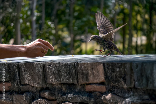 Uno storno comune (Sturnus vulgaris) è indeciso se accettare o meno il cibo dalla mano di una persona. photo