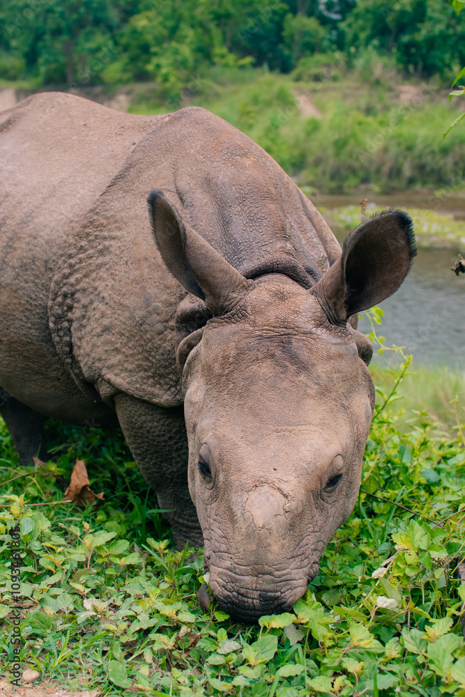 Rhino eating in Sauraha village, Chitwan, Nepal Rhino eating in Sauraha village, Chitwan, Nepal