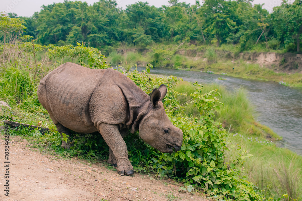 Obraz premium Rhino eating in Sauraha village, Chitwan, Nepal