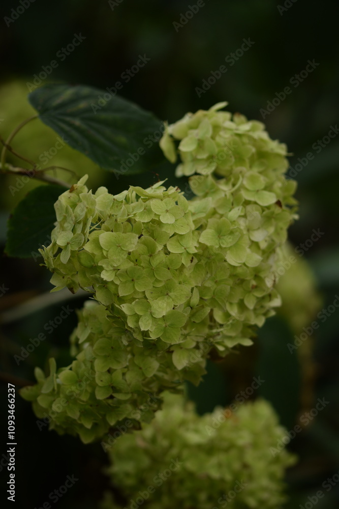 Blooming hydrangea lime green flowers closeup, slective focus, bokeh background. Blooming hydrangea lime green flowers closeup, slective focus, bokeh background.