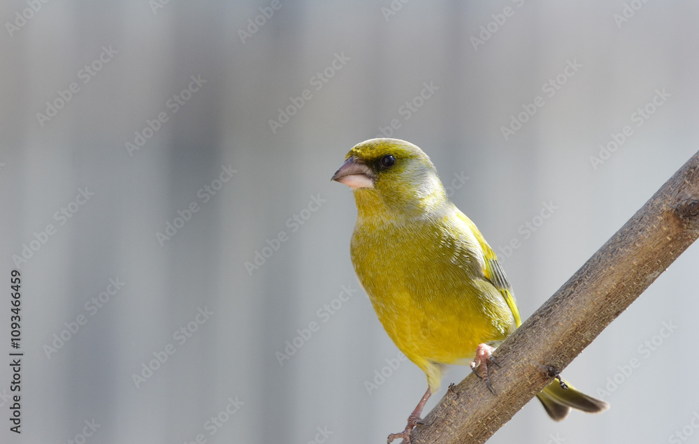 Detailed Close-up of a European Greenfinch, Male Perched on a Branch Without Leaves, Carduelis chloris
