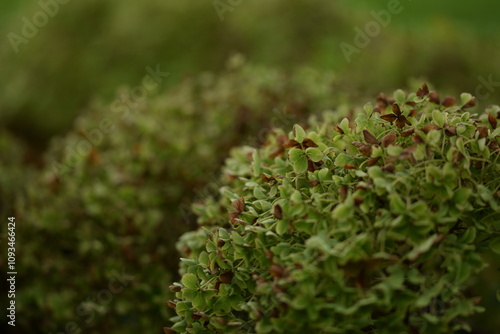 Hydrangea flowers in autumn, colored flowers on green bokeh autumn background, autumnal background with hydrangea flowers, bokeh, selective focus,  photo