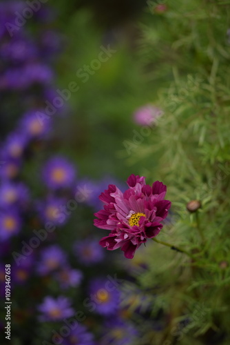 Vivid pink cosmos flowers 