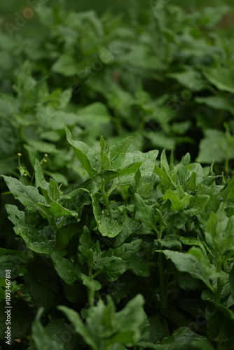 Wallpaper Mural New Zealand spinach plant closeup, spinach green leaves closeup, selective focus, spinach background or texture,, heirloom plant. Torontodigital.ca