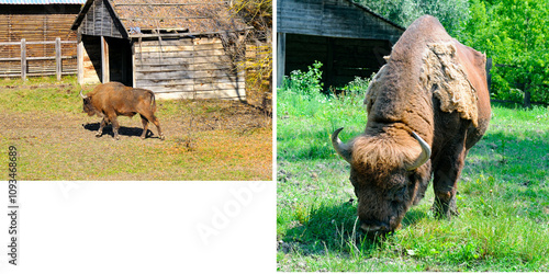 A large male European bison in a reserve in Moldova. photo