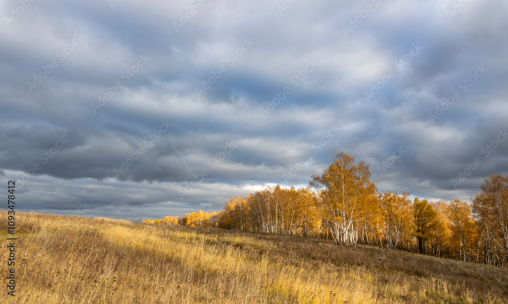 A field of tall grass with a cloudy sky in the background