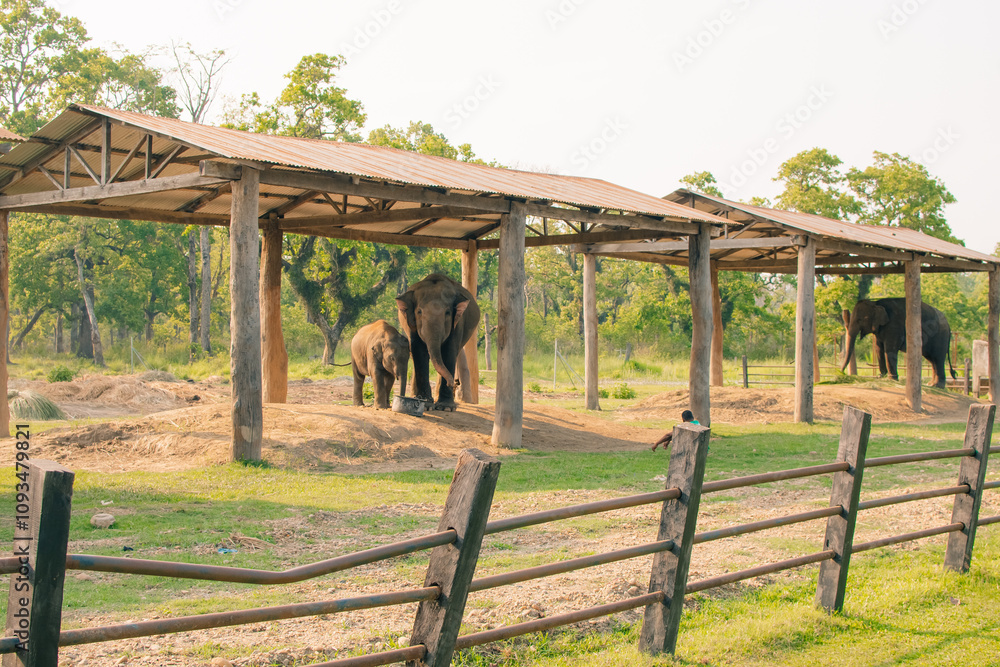 Elephant resting on the ground in the Elephant Breeding Center at Chitwan National Park in Nepal Elephant resting on the ground in the Elephant Breeding Center at Chitwan National Park in Nepal