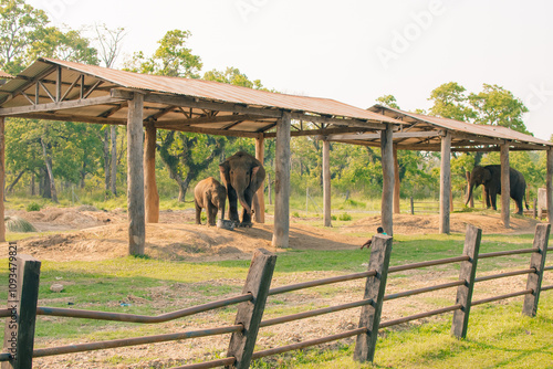 Canvas Print Elephant resting on the ground in the Elephant Breeding Center at Chitwan Nation