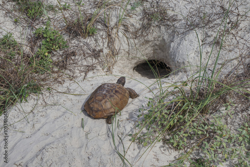 Gopher Tortoise, Turtle, making its way across a sandy landscape to it's home, a burrow in the sand. photo