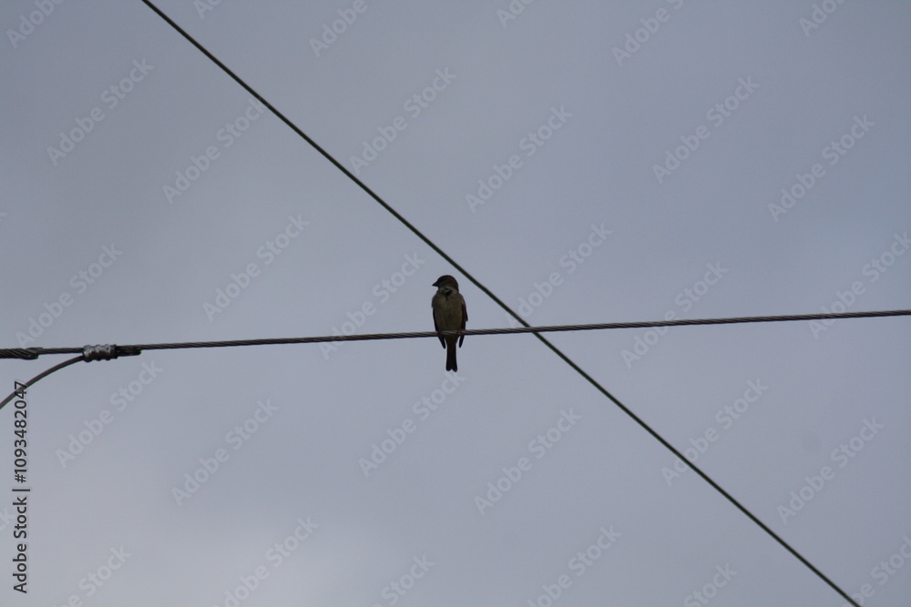bird on a wire bird on a wire