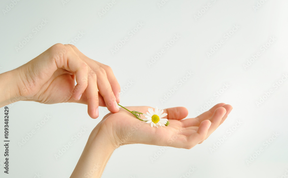 Fashion hand art chamomile natural cosmetics women, white beautiful chamomile flowers hand with bright contrast makeup, hand care Fashion hand art chamomile natural cosmetics women, white beautiful chamomile flowers hand with bright contrast makeup, hand care