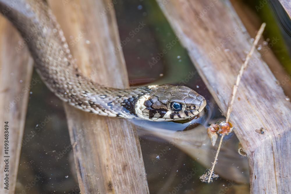 Ringelnatter Schlange schwimmt im Wasser in einem Teich im Wald bei Sonnenschein im Sommer, Deutschland