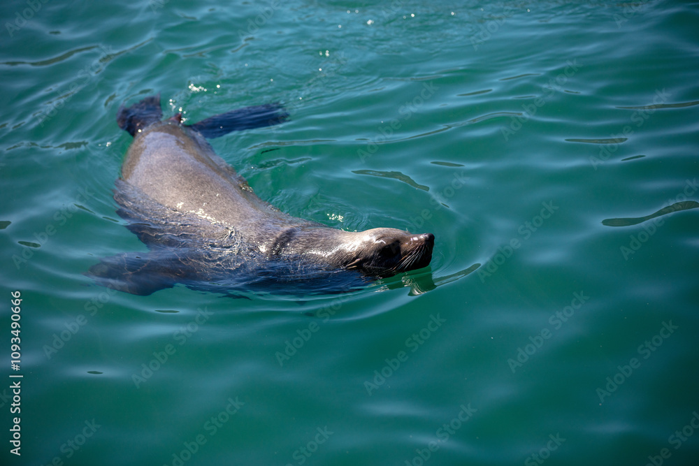 Obraz premium Brown fur seal or cape seal swimming in the sea, South Africa.
