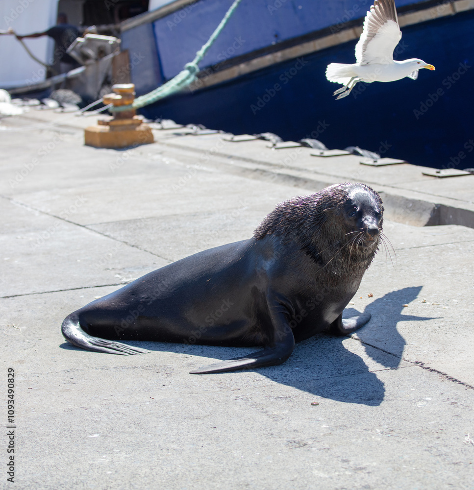 Fototapeta premium Brown fur seal or african cape seal resting at the fishing port quay South Africa.