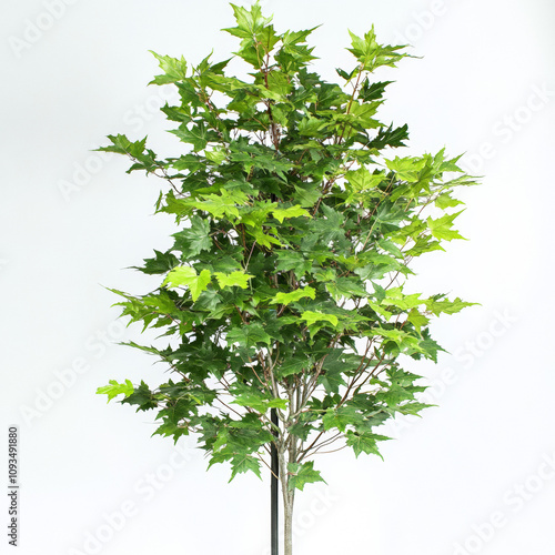 Green Blaze Maple 7.5 years old , 15 ft ht. 9 ft width, 6 ft standard, summer foliage, photorealistic, clean white background photo