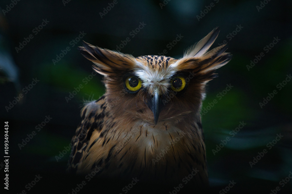Close-Up of the Majestic Buffy Fish Owl in Its Natural Habitat at Night Close-Up of the Majestic Buffy Fish Owl in Its Natural Habitat at Night