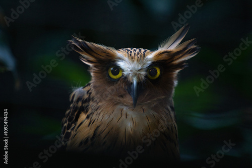 Close-Up of the Majestic Buffy Fish Owl in Its Natural Habitat at Night photo