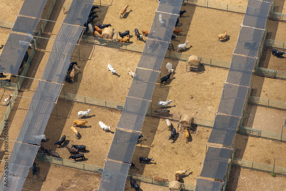Fototapeta premium Aerial view of feed yard with meat cows. Feeding of cattle on farm feedlot