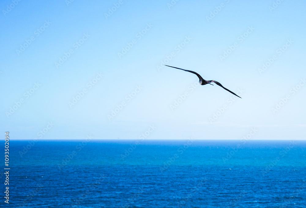 El vuelo de una gaviota sobre el horizonte del Mar Caribe. El vuelo de una gaviota sobre el horizonte del Mar Caribe.