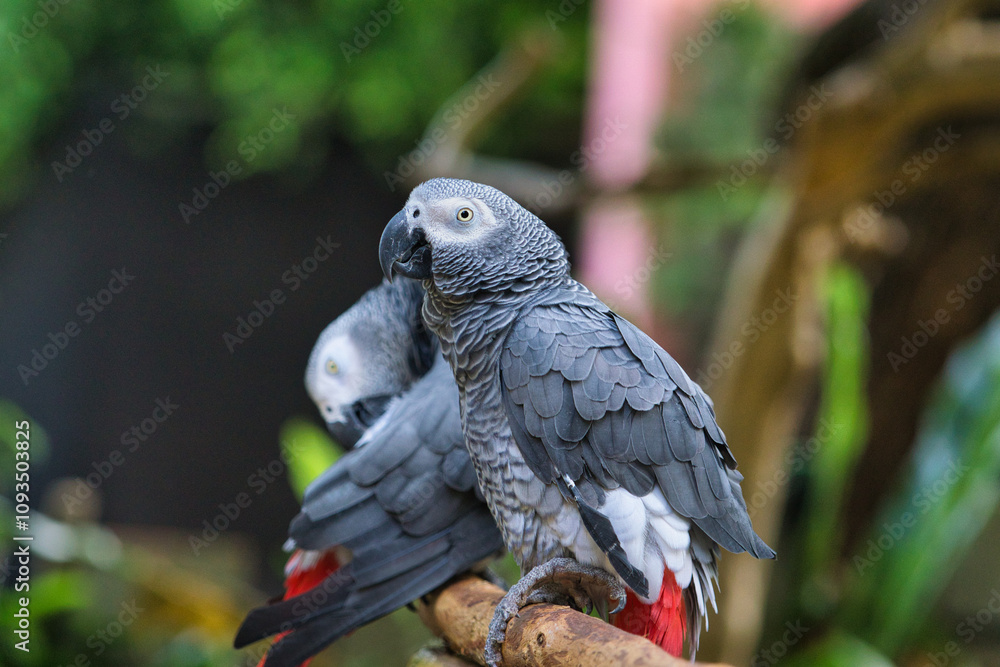 Close-Up of Two African Grey Parrots Perched on a Branch Close-Up of Two African Grey Parrots Perched on a Branch