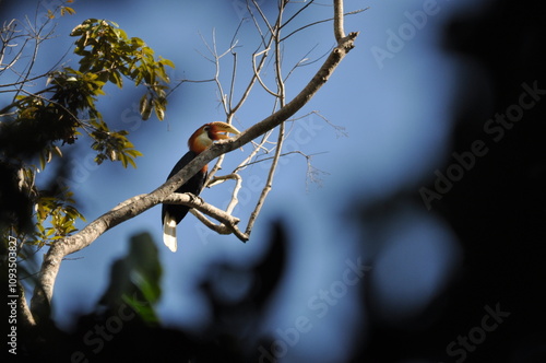 Papuan hornbills or hornbills, seen playing in the trees of tropical forests. This bird is easy to find in the Maluku Islands, photo