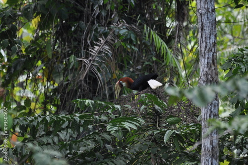 Papuan hornbills or hornbills, seen playing in the trees of tropical forests. This bird is easy to find in the Maluku Islands, photo