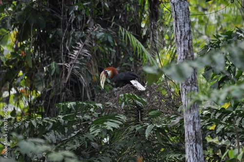 Papuan hornbills or hornbills, seen playing in the trees of tropical forests. This bird is easy to find in the Maluku Islands, photo