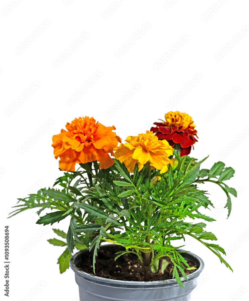 Fototapeta premium Tagetes im Blumentopf vor weißem Hintergrund