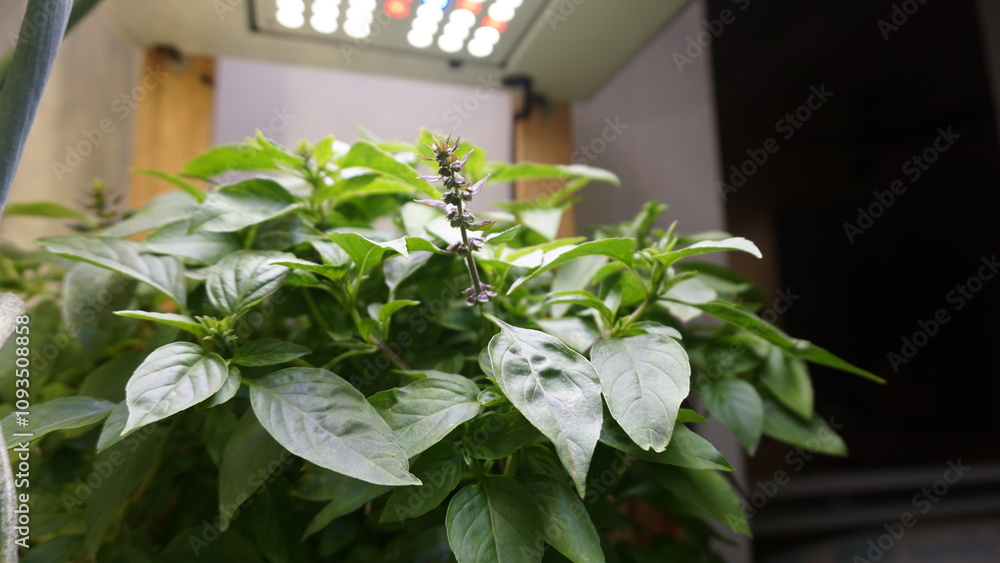 Thriving Thai Basil Plant Growing Indoors Under LED Light Thriving Thai Basil Plant Growing Indoors Under LED Light