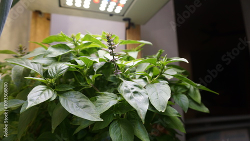 Thriving Thai Basil Plant Growing Indoors Under LED Light