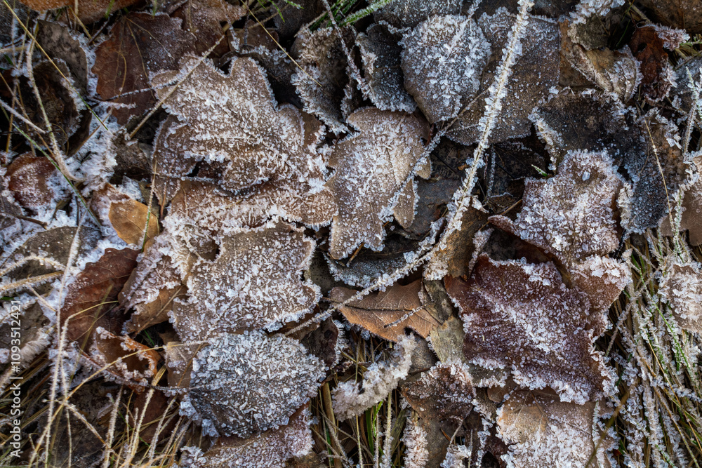 A landscape of nature shrouded in the first frost: frost-covered plants and ice patterns create a magical winter atmosphere A landscape of nature shrouded in the first frost: frost-covered plants and ice patterns create a magical winter atmosphere