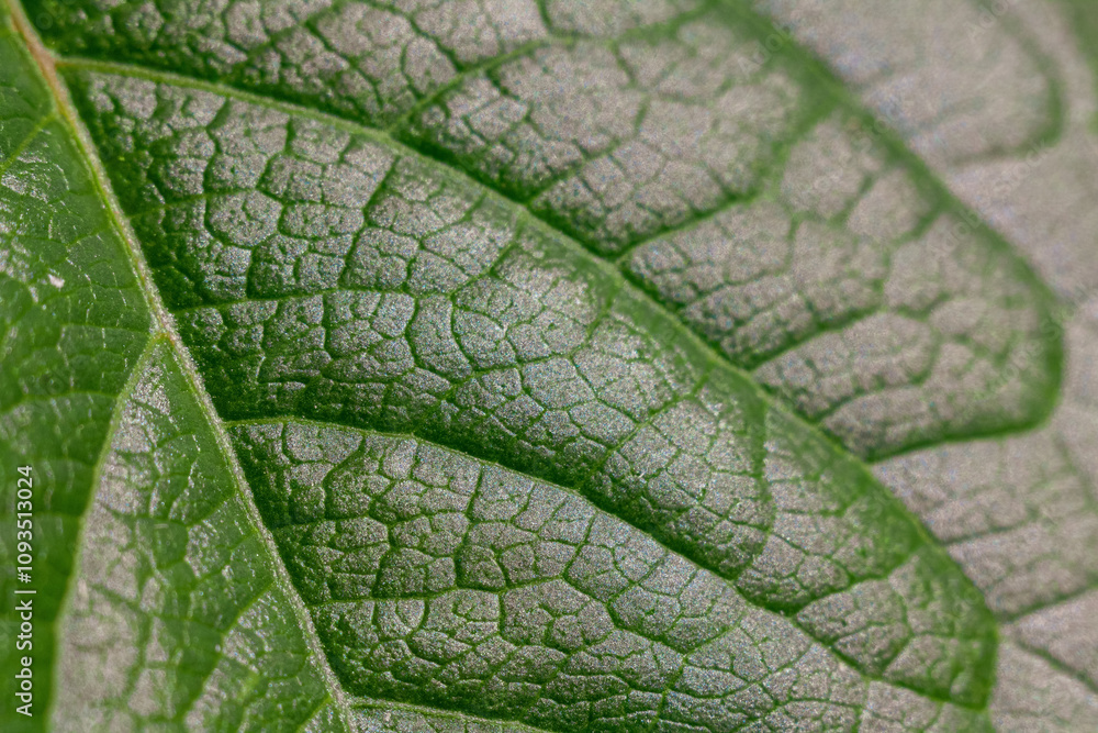 A close-up of a green leaf with fine veins that reflects light, highlighting its texture and the natural beauty of nature A close-up of a green leaf with fine veins that reflects light, highlighting its texture and the natural beauty of nature