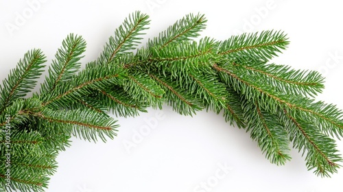 Close-up shot of a pine tree branch on a white surface, perfect for designs and illustrations