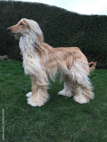 afghan hound in the garden photo